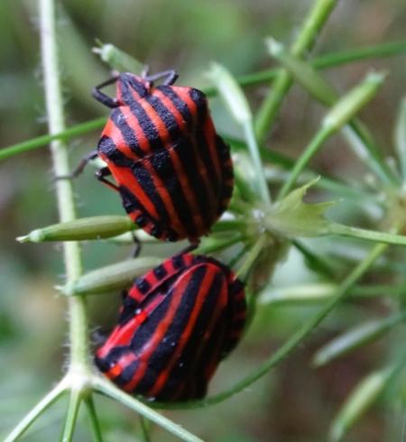 Graphosoma italicum